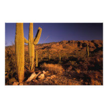 NA, los E.E.U.U., Arizona, monumento nacional del  Impresion Fotografica