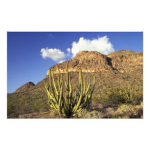 NA, los E.E.U.U., Arizona. Nacional 2 del cactus d Arte Fotográfico