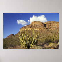 NA, los E.E.U.U., Arizona. Nacional 3 del cactus d Poster