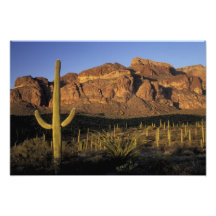 NA, los E.E.U.U., Arizona. Nacional del cactus del Fotografia