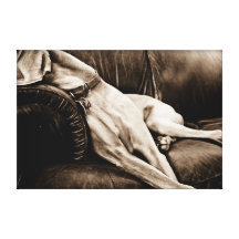 Nación de Weimaraner: "Asumiendo el control el sof Impresiones De Lienzo