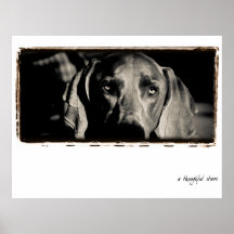 Nación de Weimaraner: "Una mirada fija pensativa " Posters