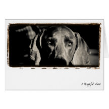 Nación de Weimaraner: "Una mirada fija pensativa " Tarjeta