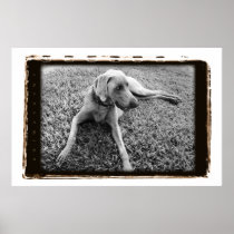 Nación de Weimaraner: Weimaraner en cartel del des Poster