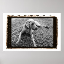 Nación de Weimaraner: Weimaraner en poster del des