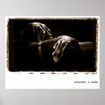 Nación de Weimaraner: Weimaraners en sombra Posters