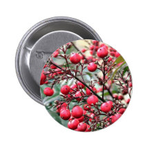 Nandina arbusto con las bayas maduras rojas pins