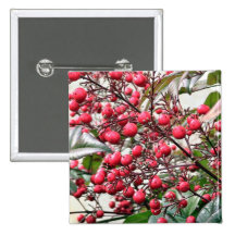 Nandina arbusto con las bayas maduras rojas pins