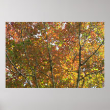 Naranja, amarillo, y hojas del verde posters