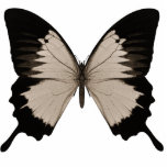 Naranja de la sepia y mariposa grandes del negro esculturas fotográficas