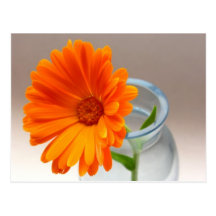 Naranja floral postales