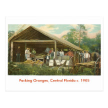 Naranjas, la Florida central C. 1905 Tarjetas Postales