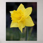 Narciso amarillo bonito impresiones
