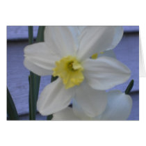 narciso blanco tarjetas