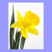 Narciso del narciso posters