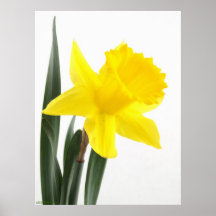Narciso del narciso posters