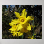 Narcisos amarillos de la Precipitación-hoja Poster
