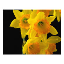 Narcisos amarillos y anaranjados deliciosos comunicados