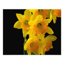 Narcisos amarillos y anaranjados deliciosos cojinete