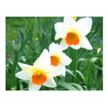 Narcisos blancos - postal