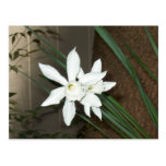 Narcisos blancos tarjetas postales