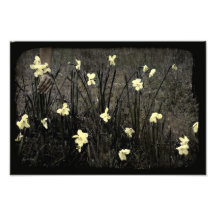 Narcisos de la cosecha cojinete