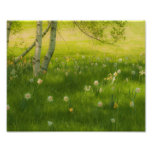 Narcisos de la primavera arte fotográfico