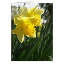 Narcisos de la primavera tarjetas