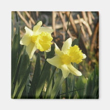 Narcisos de la primavera imán para frigorífico