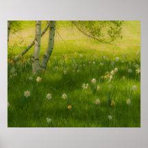 Narcisos de la primavera impresiones