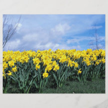 Narcisos de la primavera, Shrewsbury, Shropshire,  Tarjetas Publicitarias