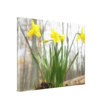 Narcisos de oro del arbolado lienzo envuelto para galerias