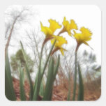 Narcisos del bosque pegatina cuadradas