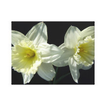 Narcisos Impresión En Lienzo Estirada