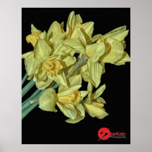 NARCISOS IMPRESIONES