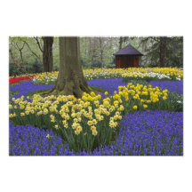 Narcisos, jacinto de uva, y jardín del tulipán, arte con fotos