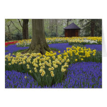Narcisos, jacinto de uva, y jardín del tulipán, felicitacion 