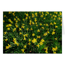 Narcisos/narciso Felicitacion