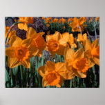 Narcisos Posters