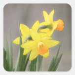 Narcisos preciosos de la primavera pegatinas cuadradases