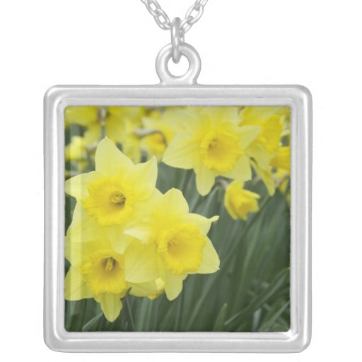 Narcisos RF) Joyeria