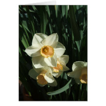 Narcisos Tarjetas