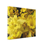 Narcisos y Forsythia Lona Estirada Galerias