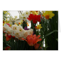 Narcisos y tulipanes felicitaciones