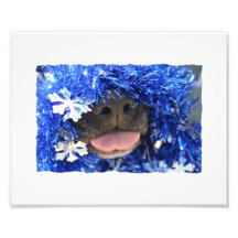 Nariz de perro negro con la lengua azul de la mall fotografia