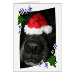 Nariz de perro que lleva el gorra de Santa, mezcla Felicitación
