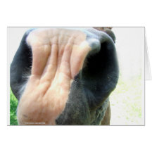 Nariz del caballo felicitaciones