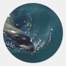 Natación del león marino pegatina redonda