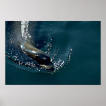 Natación del león marino posters