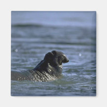Natación del sello de elefante imanes para frigoríficos